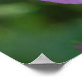 Poster Poppies pourpres (Coin)