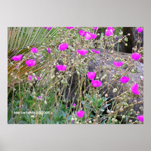 Poster Poppies roses (Devant)