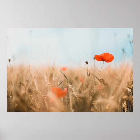 Poster Poppies rouges et orge dorée (Devant)