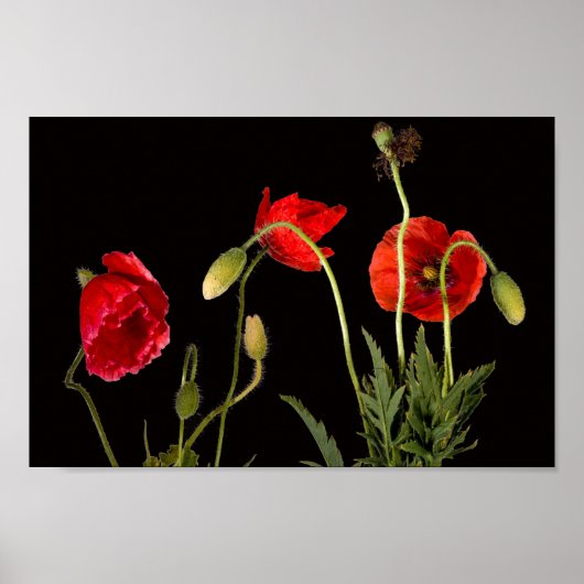 Poster Poppies Rouges Vibrantes Sur Noir (Devant)