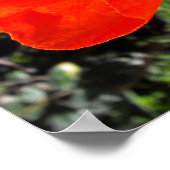 Poster Poppy californien (Coin)