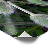 Poster Poppy chinois.... (Coin)