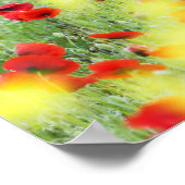 Poster Poppy Field, Sienne, Italie (Coin)