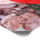 Poster Poppy sauvage (Coin)