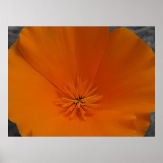 Poster Populaire orange avec BW (Devant)