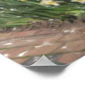 Poster Porc américain (Coin)