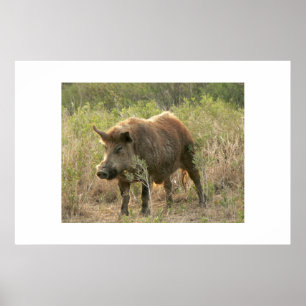 Poster Porc Brown