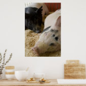 Poster Porc endormi (Cuisine)
