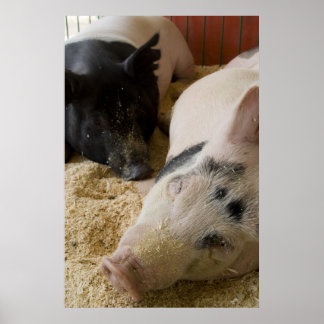 Poster Porc endormi