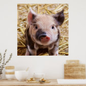 Poster porcelet doux (Cuisine)