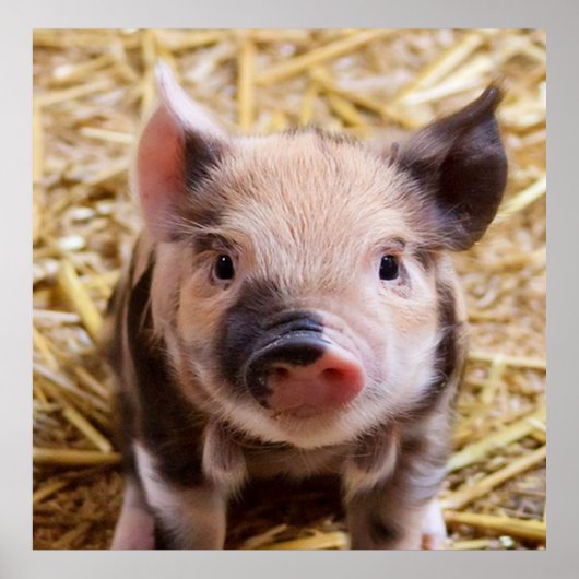 Poster porcelet doux (Devant)