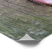 POSTER PORCS (Coin)