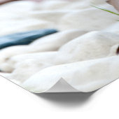 Poster Porcupine (Coin)