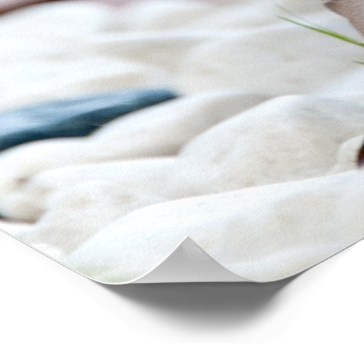 Poster Porcupine (Coin)