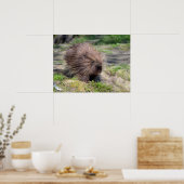 Poster Porcupine d'Amérique du Nord (Cuisine)
