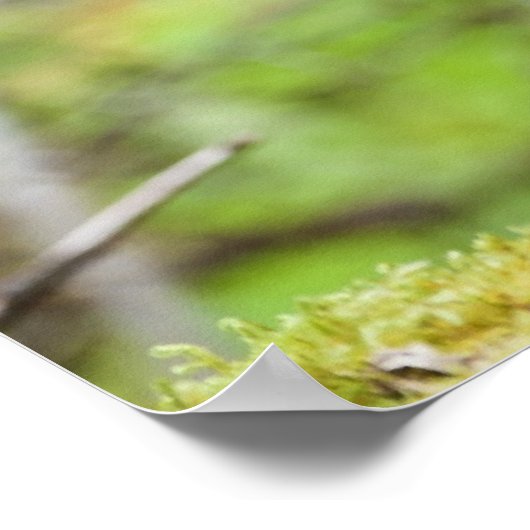 Poster Porcupine déterminé (Coin)