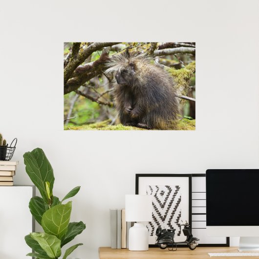 Poster Porcupine déterminé (Bureau à domicile)