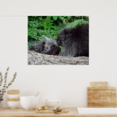 Poster Porcupine - maman et bébé (Cuisine)