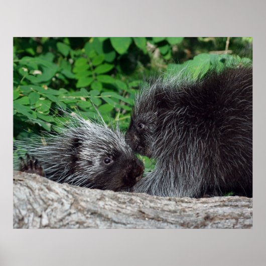 Poster Porcupine - maman et bébé (Devant)