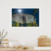 Poster Porcupine Puffer (Cuisine)