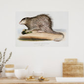 Poster Porcupine vintage (Cuisine)