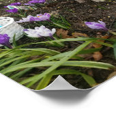 Poster "Pork Chop" Le Cochon De Pâques ! (Coin)