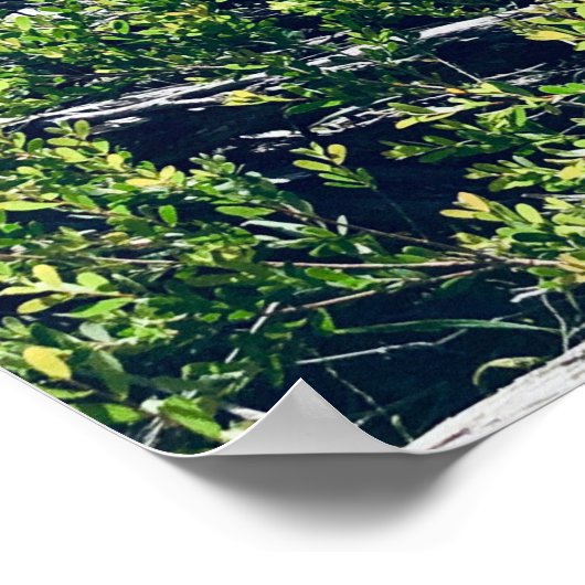 Poster Port Shoal Bay Stephens NSW (Coin)