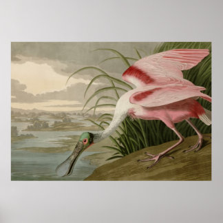 Poster Porte-feuille Roseate