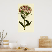 Poster Porté rose ou doux William (Cuisine)