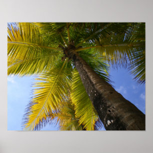 Poster Porto Rico Palm par RZB