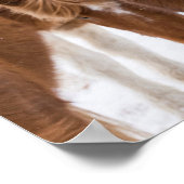 Poster Portrait amusant de cheval islandais (Coin)