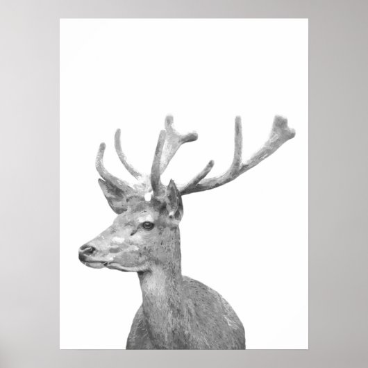 Poster Portrait animal cerf noir et blanc (Devant)