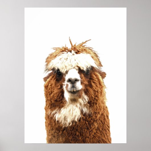 Poster Portrait animal d'Alpaca (Devant)