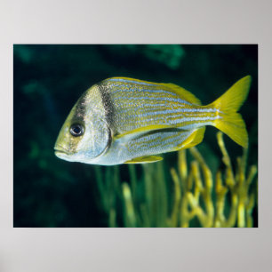 Poster Portrait atlantique de Porkfish
