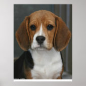 Poster Portrait beagle (Devant)