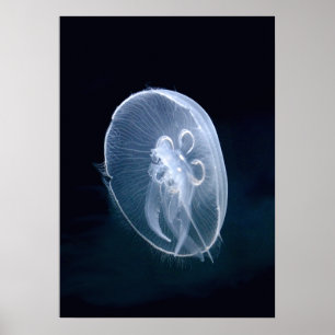 Poster Portrait bleu translucide brillant