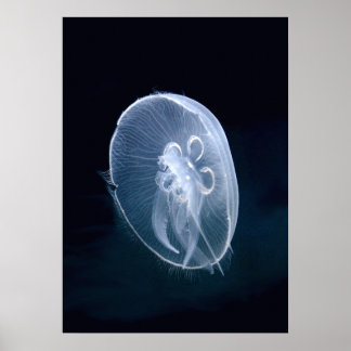 Poster Portrait bleu translucide brillant