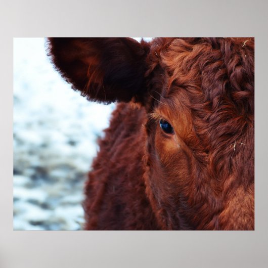 Poster portrait Brown de vache (Devant)