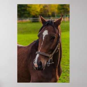 Poster Portrait Brown Horse