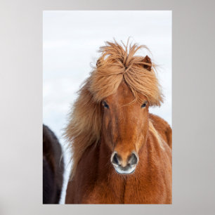 Poster Portrait Brown islandais du cheval
