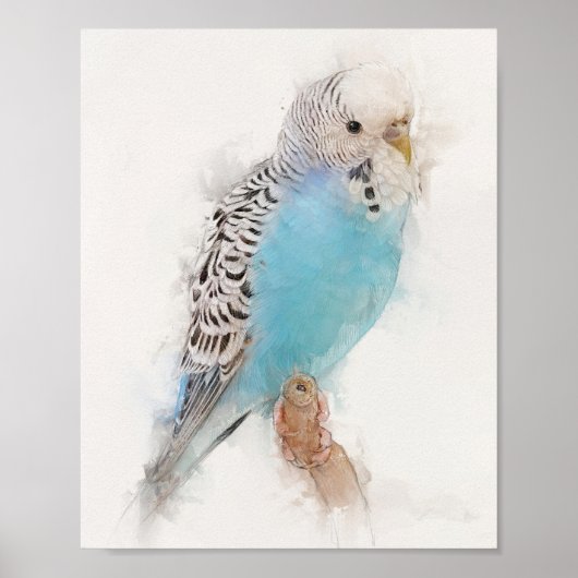 Poster Portrait Budgie bleu (Devant)