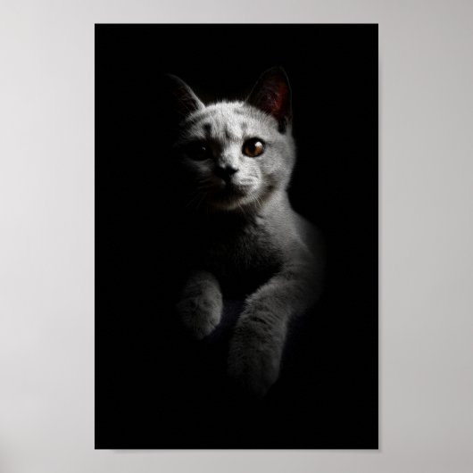 Poster Portrait Cat/Kitten/Kitty (Devant)