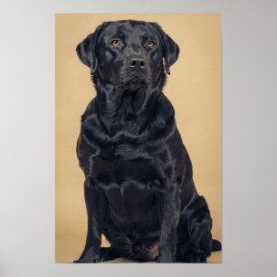 Poster Portrait chaud neutre de Labrador Retriever noir