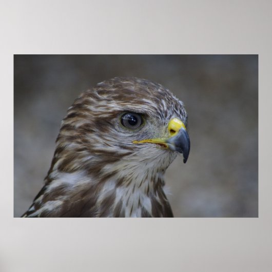 Poster Portrait commun Buzzard (Devant)