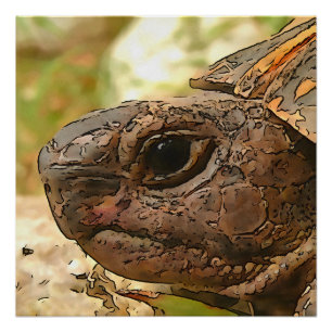 Poster Portrait Côté Gros D'Une Tortue Turque