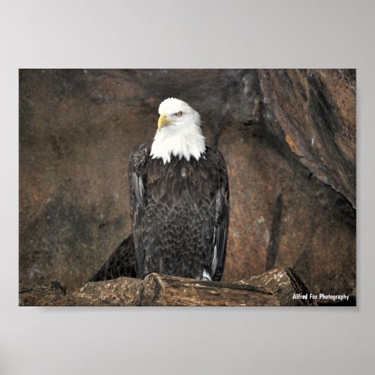 Poster Portrait d'aigle américain à tête blanche (Devant)