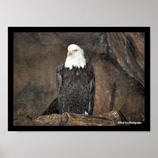 Poster Portrait d'aigle américain à tête blanche (Devant)