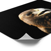 Poster Portrait d'Aigle Royal (Coin)