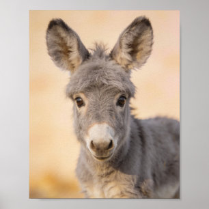 Poster Portrait d'âne bébé – Art de nurserie de ferme