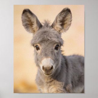 Poster Portrait d'âne bébé – Art de nurserie de ferme